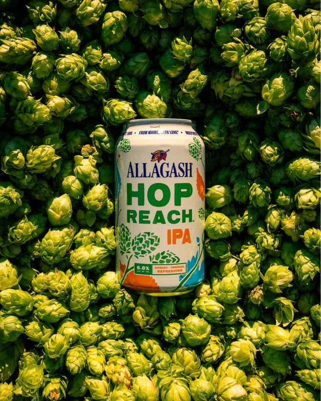 Hop Reach IPA is the latest product from @allagashbrewing, blooming with these lush hop notes, making for a beer that’s both full-bodied and refreshing. Make space on your shelves and talk to your sales rep or head over to Retailer Portal (link in bio) to place your ORDER NOW!

#allagashbrewing #hopreachipa #hopreach #ipa #craftbeer #beer #MEbeer #newenglandbeer #drinkcraftbeer #drinkbeer #lknifeandson