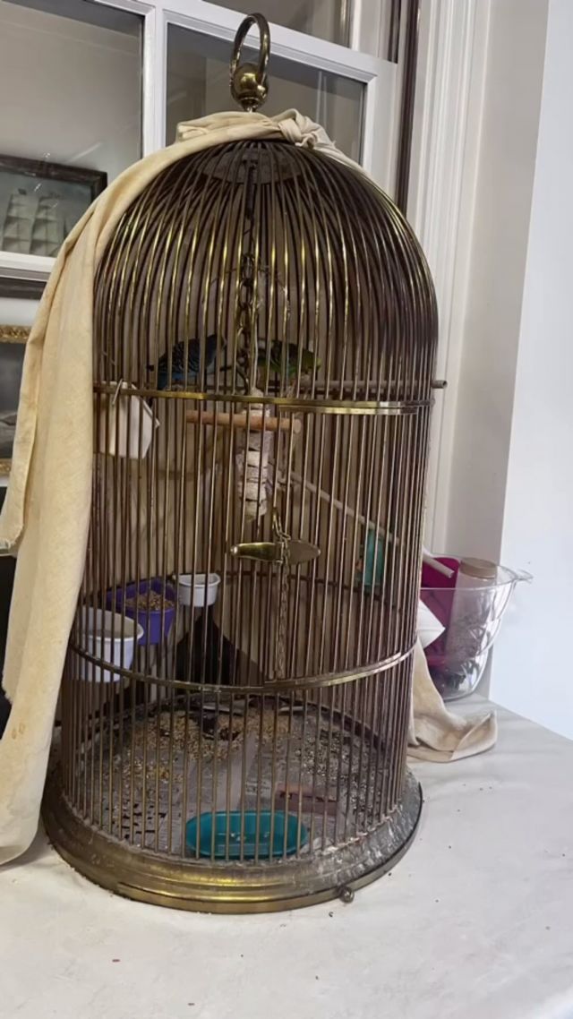 Tip Tuesday from our office
Staff members: Blue & String bean
~ Get along with everyone 
~ Sing a cheerful song
~ Be colorful
~ Spread a little happiness
#lifeatlknife #officepetsarethebest #parakeets #animalemployeeofthemonth #beerdistributors #thingsthatmakesense